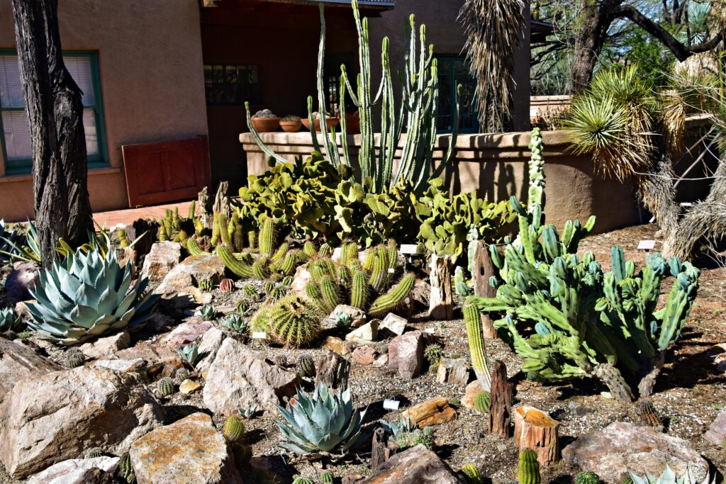 Serene pool area surrounded by cacti at Les Cactus Palm Springs